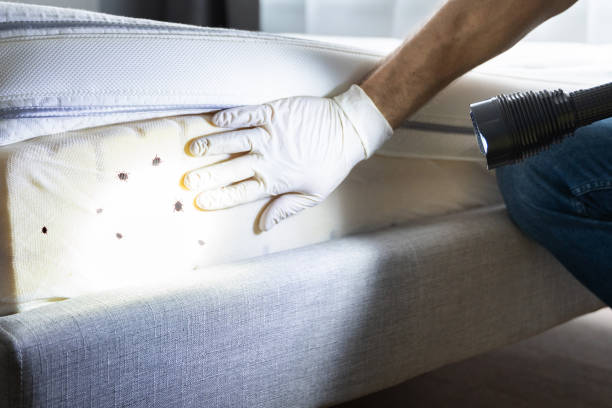 Best Affordable Pest Control Services  in Louisiana, MO