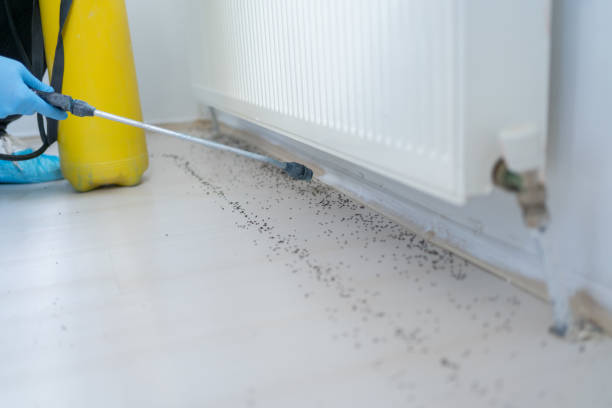 Best Best Pest Control Companies  in Louisiana, MO
